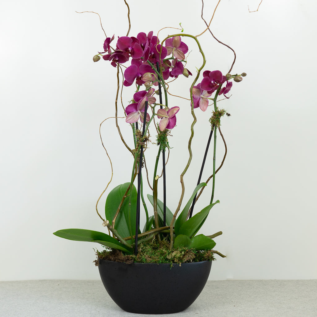 Deluxe Phalaenopsis Orchid Planter