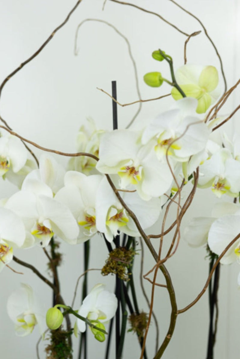white moth orchid with branches