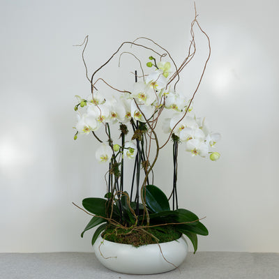 Premium Phalaenopsis Orchid Planter