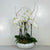 Premium Phalaenopsis Orchid Planter