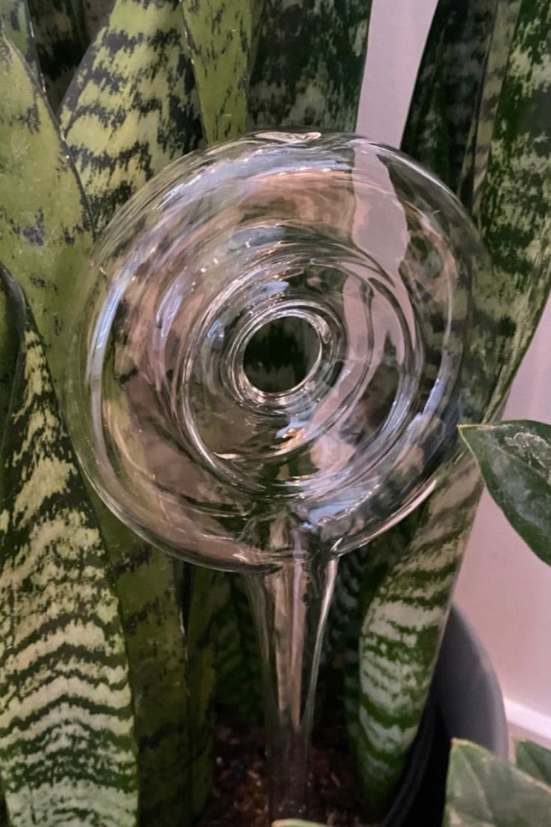 glass self watering stick for green houseplant