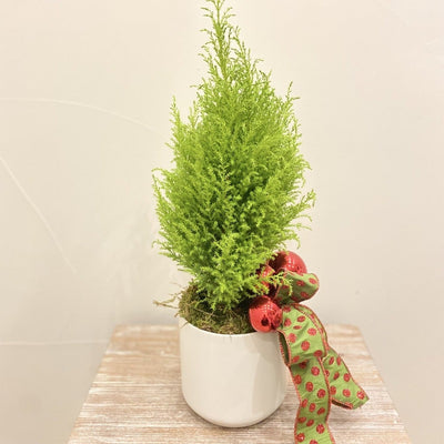 www.theflowerfix.com Potted Houseplants Lemon Cypress Tabletop Tree