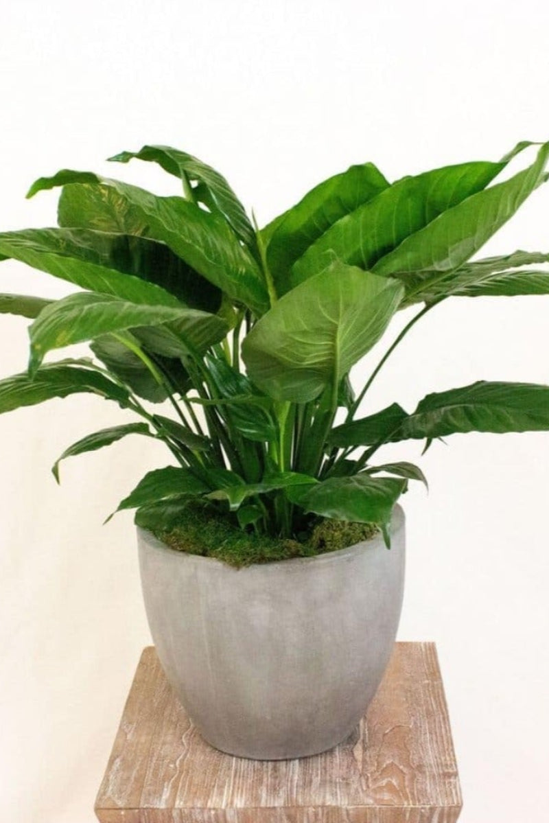 www.theflowerfix.com Peace Lily in grey pot with moss finishing off top of plant nicely
