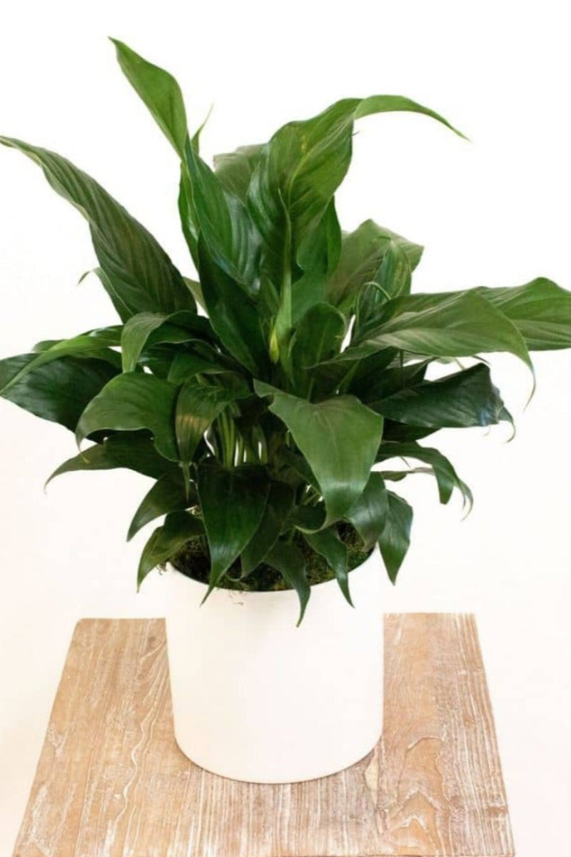 peace lily sympathy plant Peace Lily
