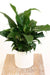 Green Plants