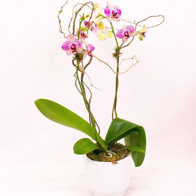 Moth orchid plant