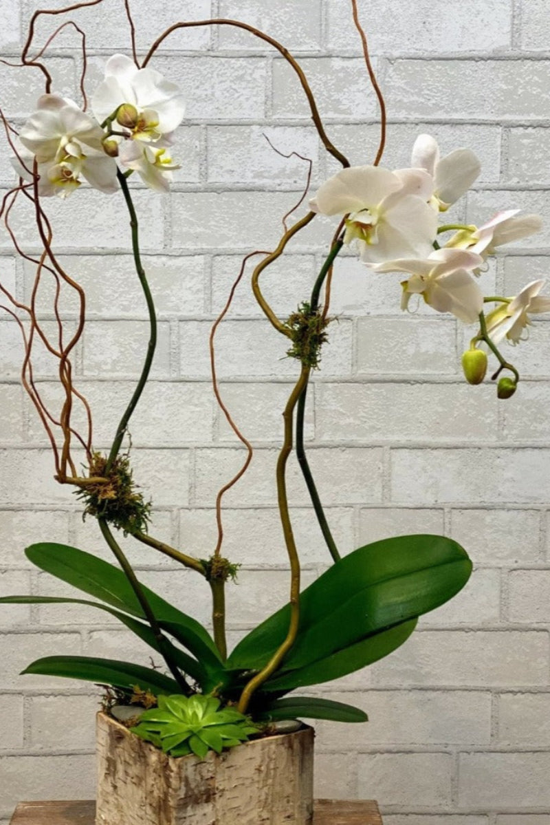phalaenopsis orchid in white