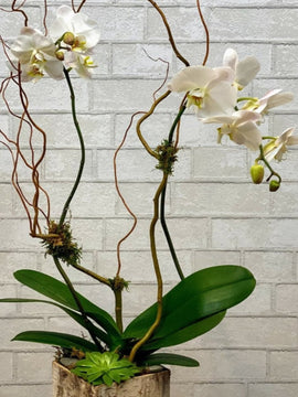 Phalaenopsis Orchid