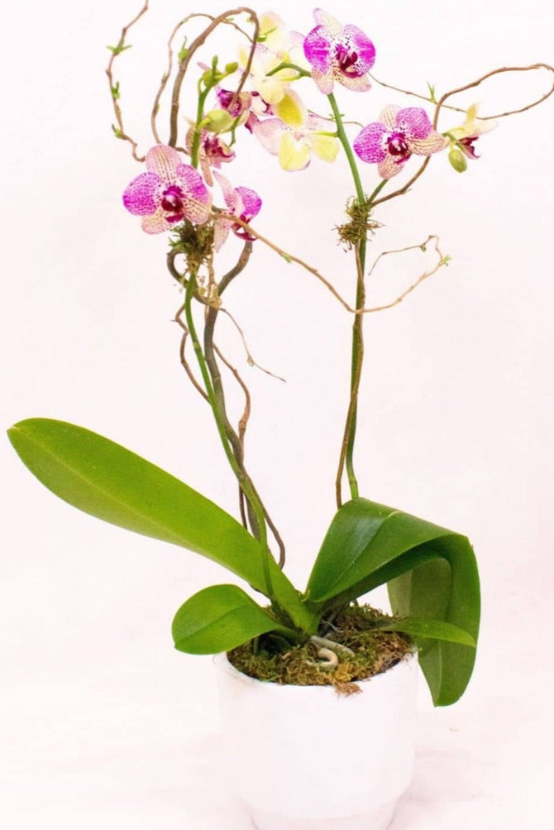 Moth orchid plant