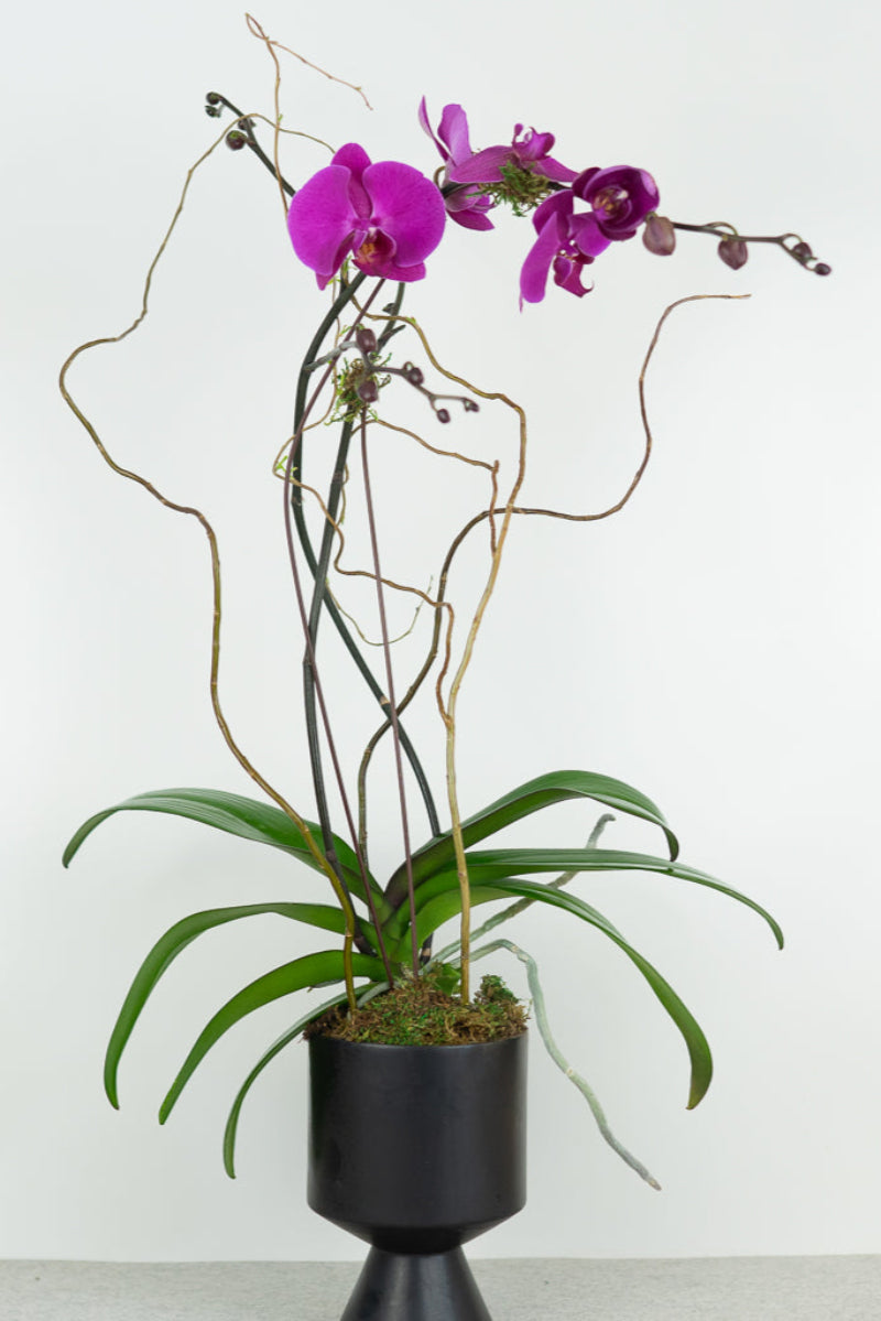 phalaenopsis-orchid-in purple
