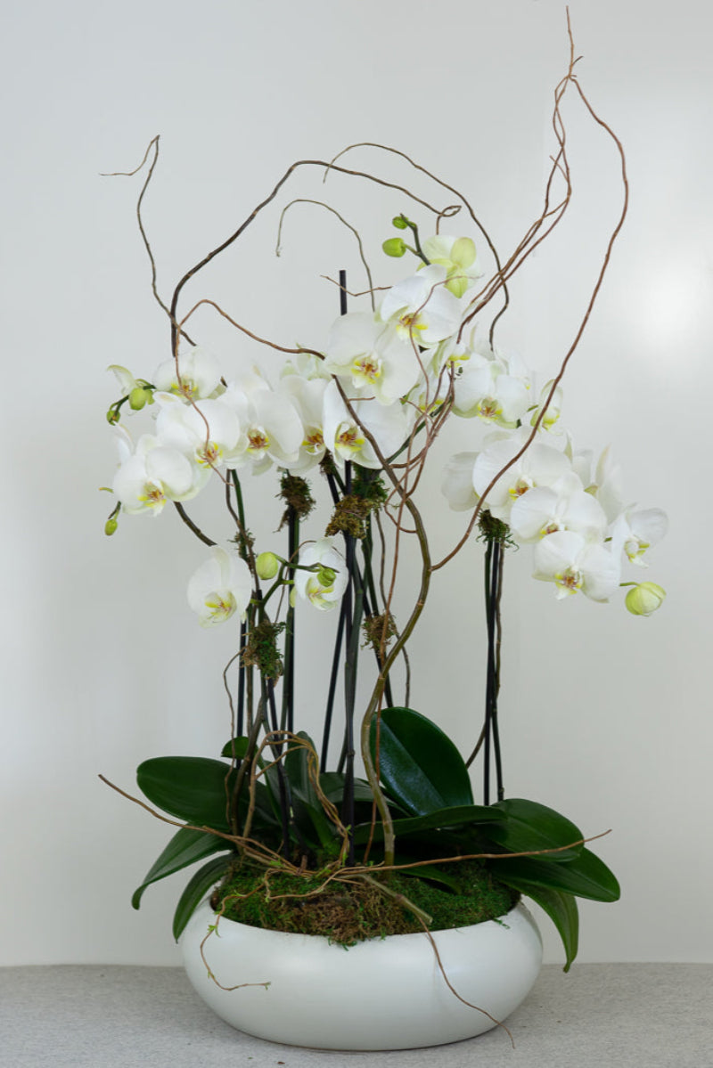 A potted Phalaenopsis orchid plant with white flowers and green moss detail on top, placed in a modern round pot.