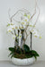 A potted Phalaenopsis orchid plant with white flowers and green moss detail on top, placed in a modern round pot.