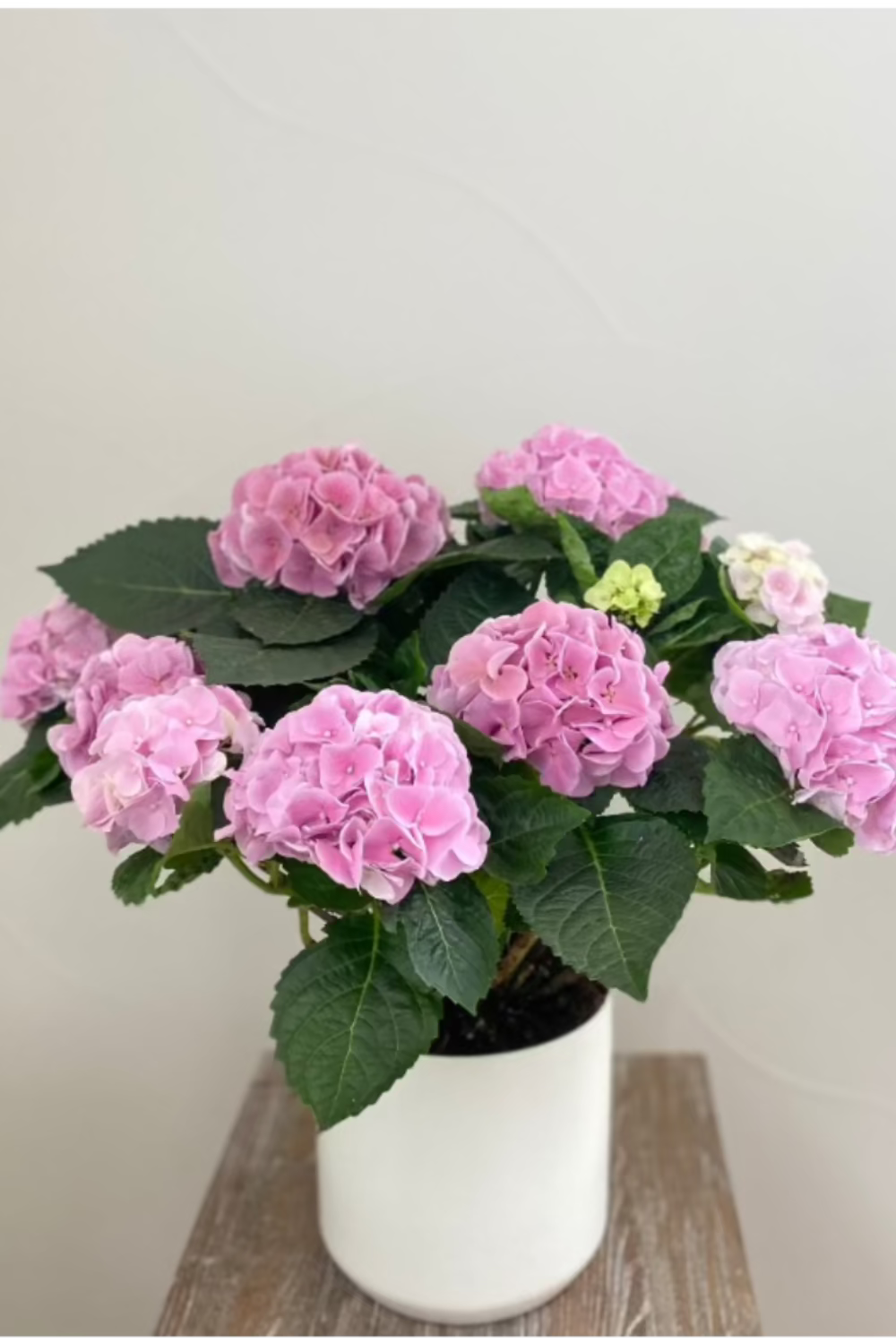 Pink Cloud Hydrangea plant with large fluffy pink blooms in an 8-inch white pot