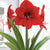 www.theflowerfix.com Flowers Red Lion Amaryllis