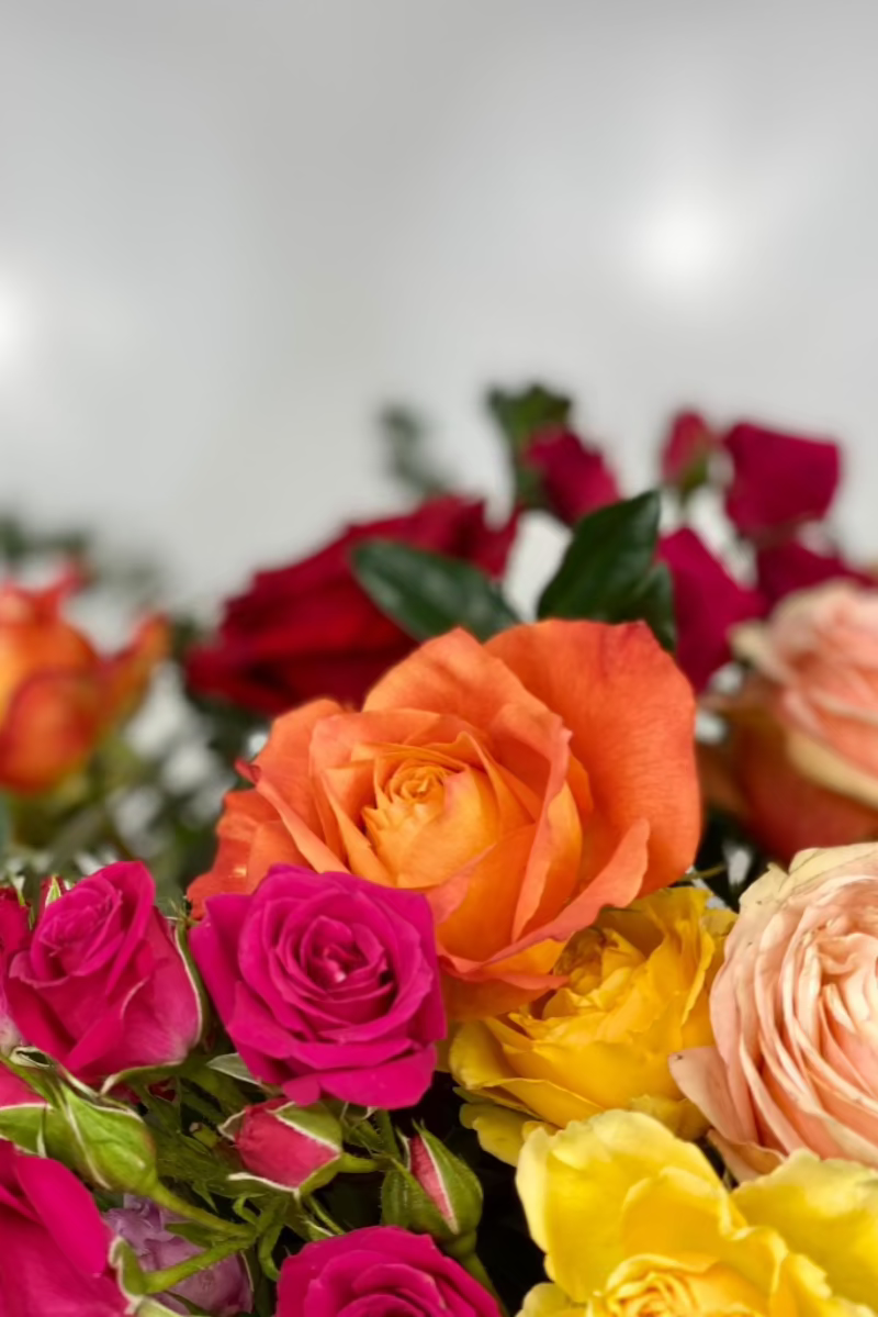 colorful-roses-hot-pink-red-yellow-white