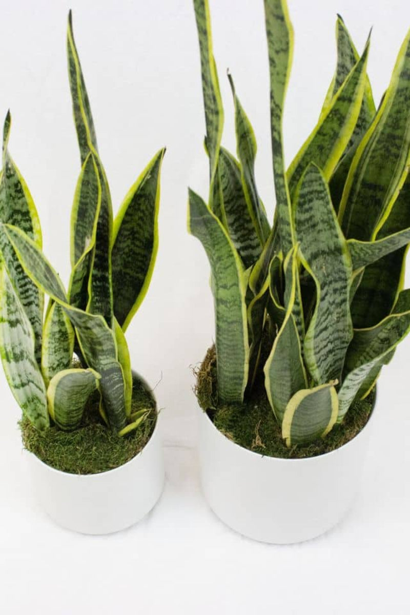 Sansevieria plants in white modern pots for delivery in castle pines colorado
