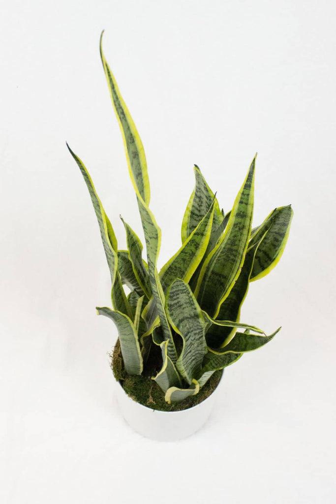 Sansevieria - The Flower Fix