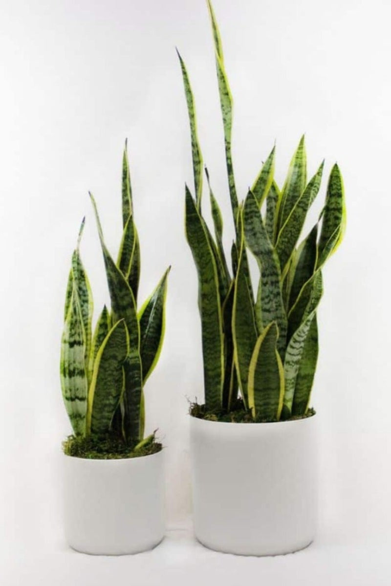 standard and premium  Sansevieria plants in white pots with moss
