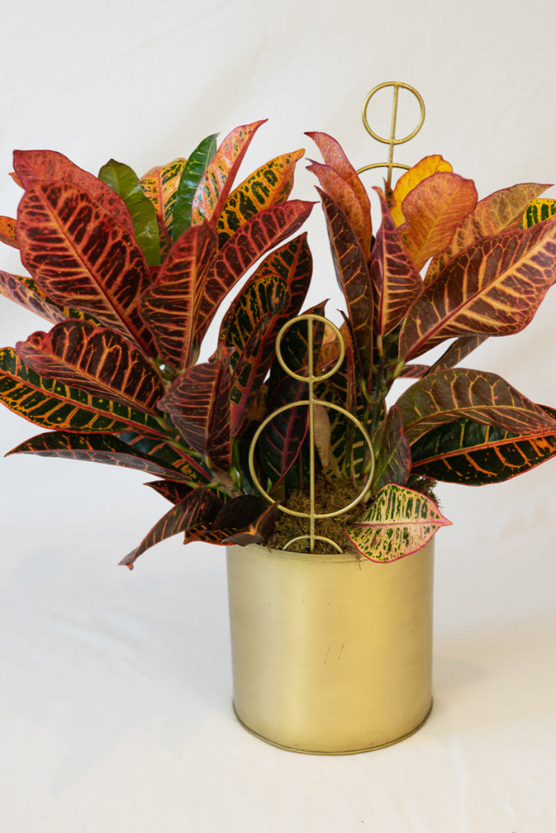 potted Croton plant with multicolored leaves in a gold accent container hand delivered with care card