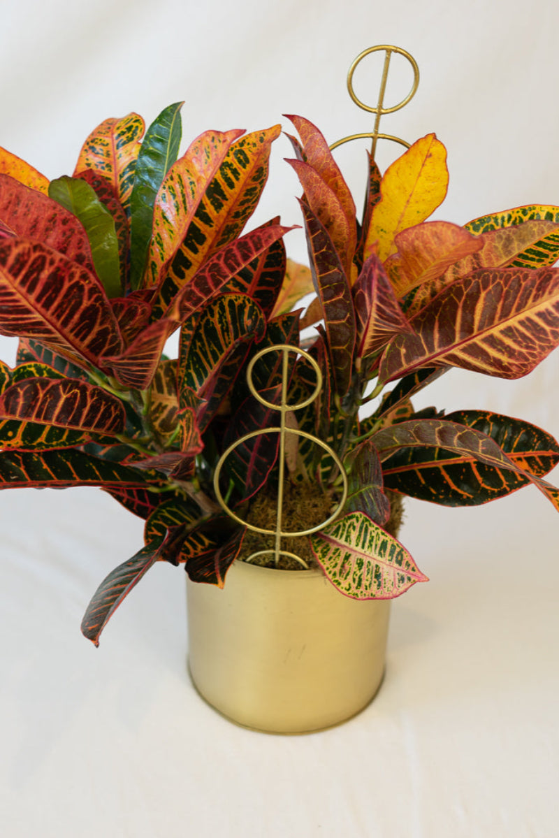potted plant with gold accents added for high style gift giving