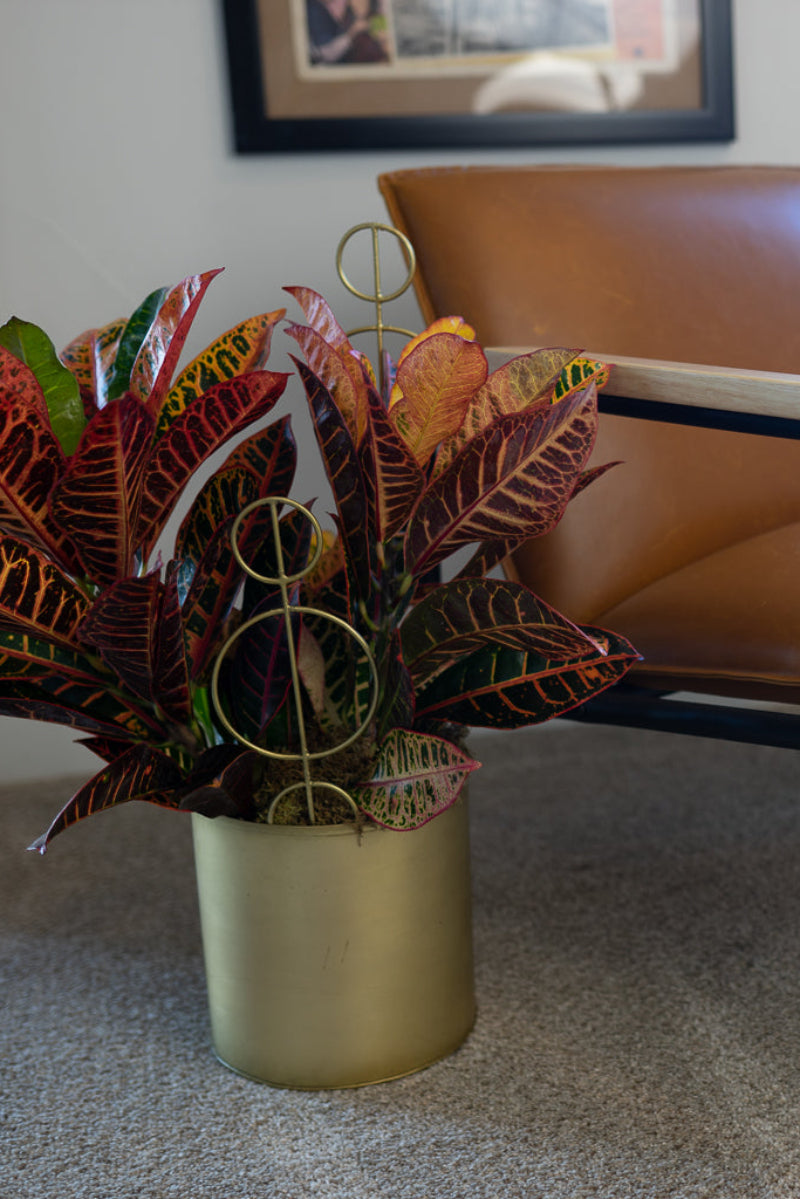 potted house plant styled in modern home