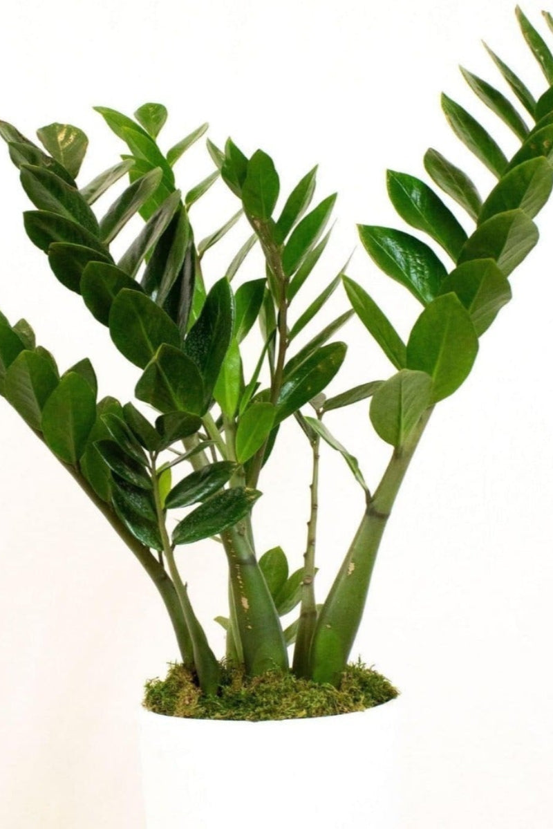 green plant in white pot