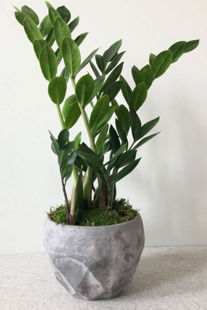green zzplant in grey pot