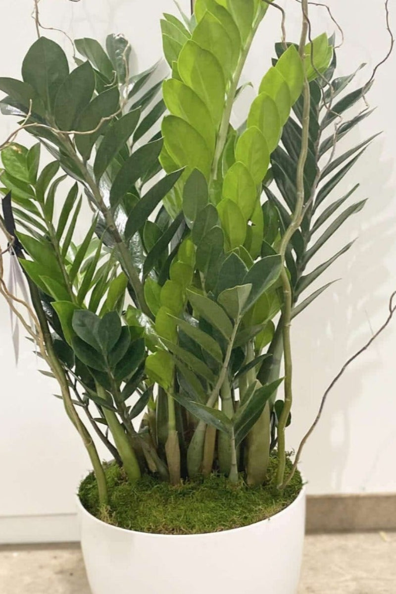 green zz plant in white pot with moss and branches